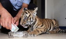 大连大虎爆料最新消息,揭秘重大事件背后真相